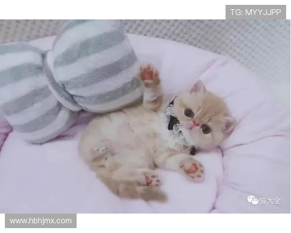 NBA官方周边产品购买指南：正版渠道与球迷必备收藏